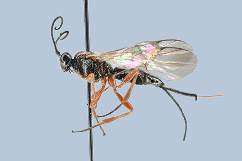 Earinus elator